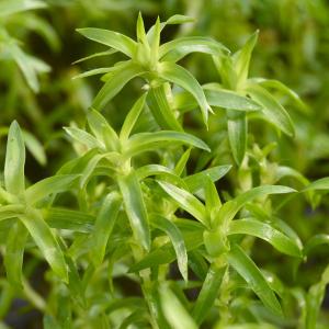 チャーム（charm） （水草）ホシクサsp．クチ（水中葉）（無農薬