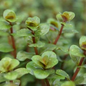 水草 ハイグロフィラ サリチフォリア 水上葉 無農薬 ６本 チャーム Charm Paypayモール店 通販 Paypayモール