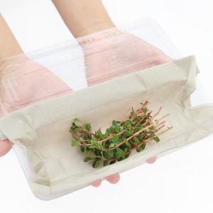 (水草)ロタラ ロトンディフォリア レディッシ...の詳細画像2