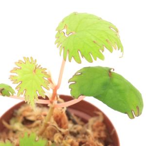 ベゴニア 根茎性 原種 タイ B.Thailand sp. B2RB : 花郷園 KAGOEN