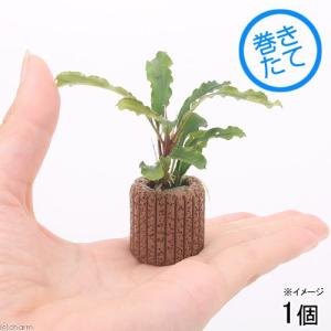 ブセファランドラ・クダガン(1.2.grow)群生株 水草 トロピカ社 1-2-Grow! ブセファランドラ・クダガン 2カップ（組織