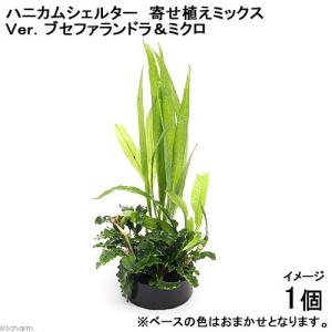 ブセファランドラsp アンダーレッド bucephalandra.sp Under Red