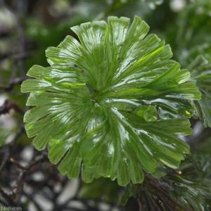 （観葉植物）テラリウム　苔　ウチワゴケ　半パック