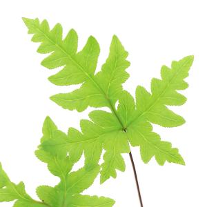 チャーム（charm） （山野草）シダ（羊歯）ヒメノキシノブ（姫軒忍）3