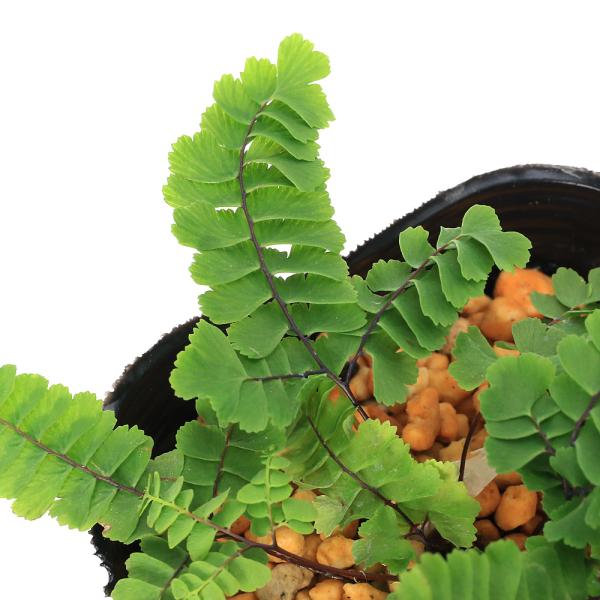 （山野草）シダ（羊歯）ヒメクジャクシダ　３号（１ポット）常緑性多年草