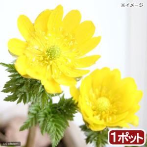 （山野草）フクジュソウ（福寿草）３〜４号（１ポット）（休眠株）