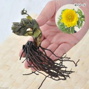 (山野草)フクジュソウ(福寿草)(休眠株) 3...の詳細画像2