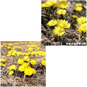 (山野草)フクジュソウ(福寿草)(休眠株) 3...の詳細画像3