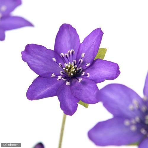 （山野草）ユキワリソウ（雪割草）紫花　標準花　２．５号（１ポット）