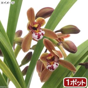 (山野草)ミツバチラン(蜜蜂蘭) 金稜辺 3.5...の商品画像