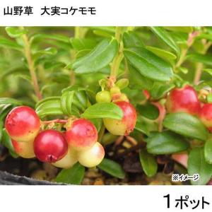（山野草）盆栽　大実コケモモ（リンゴベリー・カウベリー）２〜３．５号（１ポット）　家庭菜園