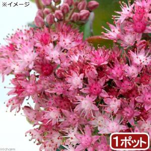 チャーム（charm） （山野草）カンアオイ（寒葵）タマノカンアオイ