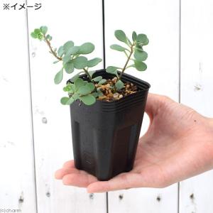 (山野草)日高ミセバヤ 3〜3.5号(1ポット)の詳細画像1