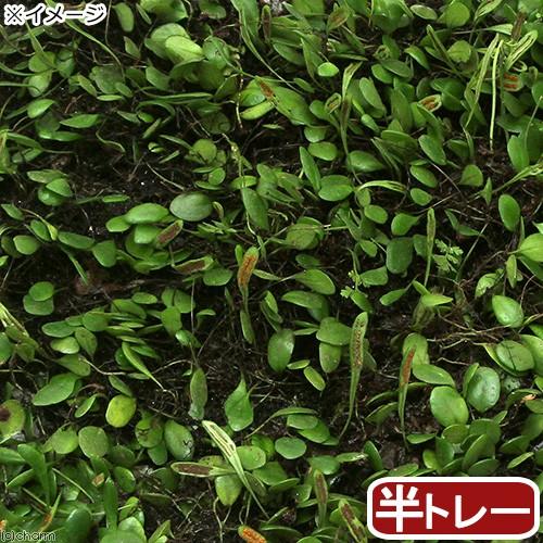 （テラリウム）苔　半トレー　マメヅタ　トレー１枚分　３６×２７ｃｍ