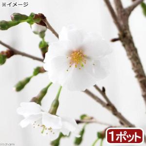 （山野草）盆栽　サクラ（桜）　富士桜　３号　樹高１０〜２０ｃｍ前後（１ポット分）（休眠株）