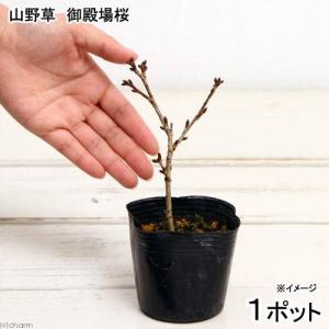 （山野草）盆栽　サクラ（桜）　御殿場桜　３号　樹高１０ｃｍ前後　（１ポット）