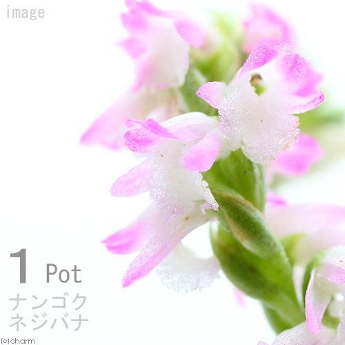 （山野草）ナンゴクネジバナ（南国捩花）（休眠株）２．５号〜（１ポット）（休眠状態）