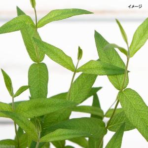 (ビオトープ)水生植物 クサレダマ(1ポット)...の詳細画像1