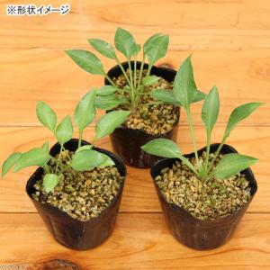(山野草)ギボウシ(擬宝珠) 乙女ギボウシ(乙...の詳細画像1