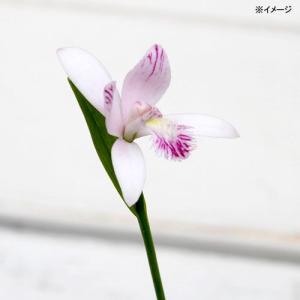 (ビオトープ)水生植物 トキソウ(1ポット) ...の詳細画像1