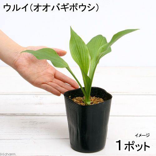 （ビオトープ）水辺植物　ウルイ（オオバギボウシ）（１ポット）（休眠株）　湿生植物