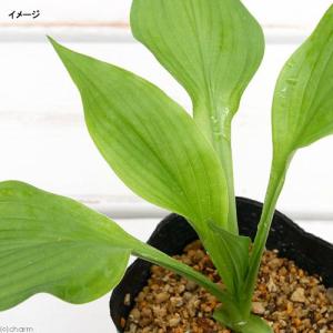 (ビオトープ)水生植物 ウルイ(オオバギボウシ...の詳細画像1