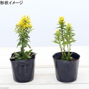 (山野草)ミヤマアキノキリンソウ(深山秋の麒麟...の詳細画像2