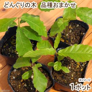 （山野草）盆栽　どんぐりの木　苗　品種指定無し　３号（１ポット）