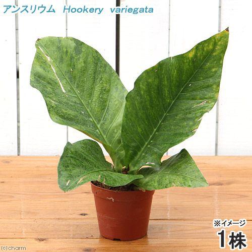 （観葉植物）アンスリウム　フーケリー　バリエガータ　Ｈｏｏｋｅｒｙ　ｖａｒｉｅｇａｔａ　４号（１鉢）