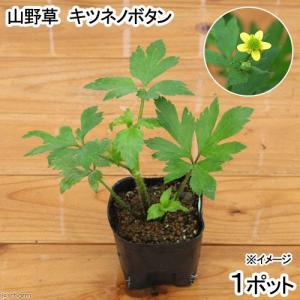 （ビオトープ）水生植物　キツネノボタン　３号（１ポット）　湿生植物