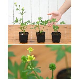 (ビオトープ)水生植物 キツネノボタン 3号(...の詳細画像1