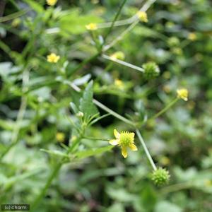 (ビオトープ)水生植物 キツネノボタン 3号(...の詳細画像2