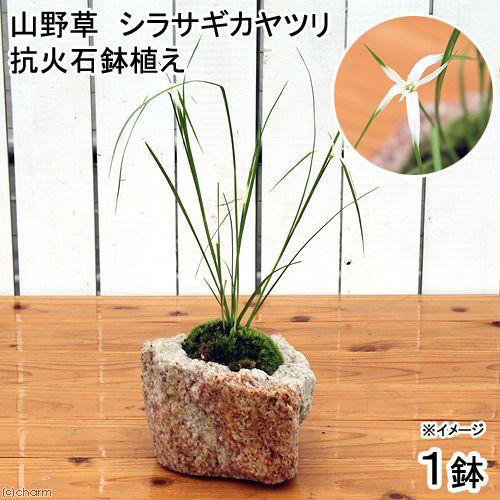 （山野草）苔盆栽　抗火石鉢植え　シラサギカヤツリ（１鉢）