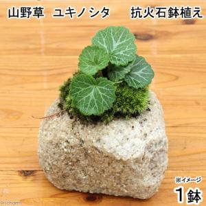 （山野草）苔盆栽　抗火石鉢植え　ユキノシタ　（１鉢）
