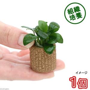 水草 トロピカ社 1-2-Grow! ブセファランドラ・クダガン 2カップ（組織