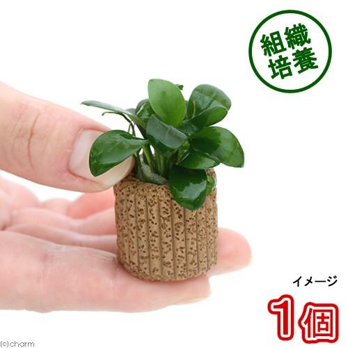 （水草）★組織培養★　ライフマルチ（茶）アヌビアスナナ（無農薬）（１個）