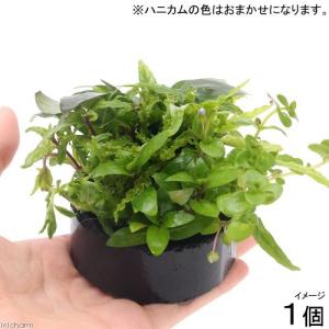 水草）一点物 ブセファランドラsp．サンガウヴェッルート Cタイプ