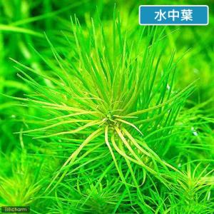 (水草)ポゴステモン デカネンシス(水上葉)(...の詳細画像1