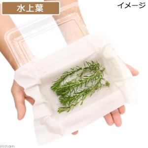 (水草)ポゴステモン デカネンシス(水上葉)(...の詳細画像2