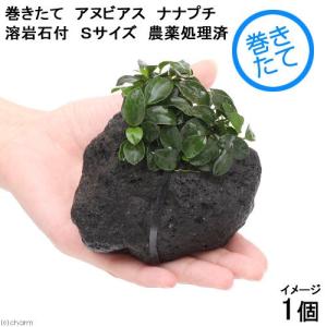 チャーム（charm） （水草）ホシクサsp．クチ（水中葉）（無農薬