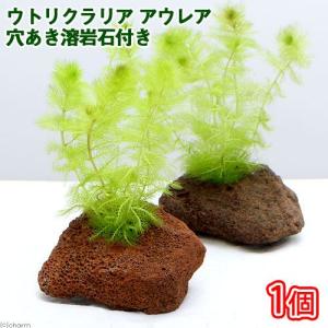 （水草）メダカ・金魚藻　ウトリクラリア　アウレア（ノタヌキモ）穴あき溶岩石付き（無農薬）（１個）