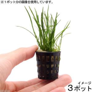 Tropic Marin All-For-Reef オールフォーリーフ トロピックマリン800g