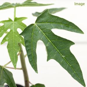 (観葉植物)果樹苗 パパイヤ 3号(約15cm)(1ポット)...