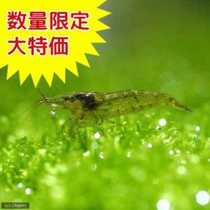 （エビ）お一人様１点限り　ミナミヌマエビ（６０匹）