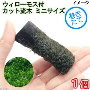 （水草）巻きたて　ウィローモス　ミニサイズ（８ｃｍ以下）（水中葉）（無農薬）（１本）｜chanet