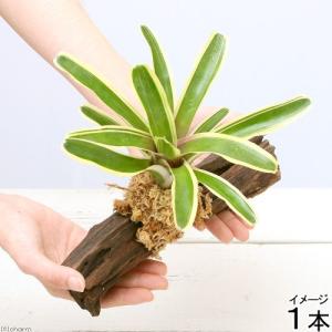 流木×キセログラフィカ / コットンクラウド / ウスネオイデス 3種セット 観葉植物）エアープランツの王道5種セット！（1セット