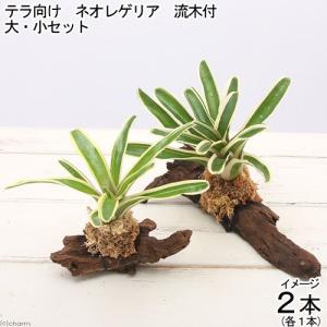 (観葉植物)テラリウム向け ネオレゲリア 流木付...の商品画像