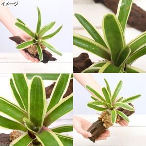 (観葉植物)テラリウム向け ネオレゲリア 流木...の詳細画像1