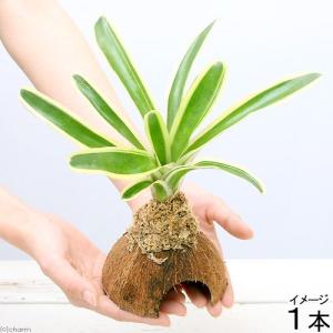 観葉植物）ネオレゲリア マルモラータ 4号（1鉢）タンクブロメリア