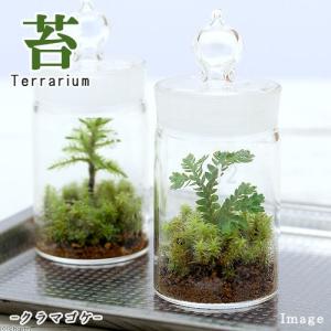 (観葉植物)苔テラリウム クラマゴケ ガラスボト...の商品画像